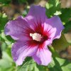Hibiscus syriacus
